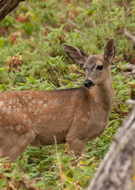 Black Tailed Deer Art | Inviting Light Photography®