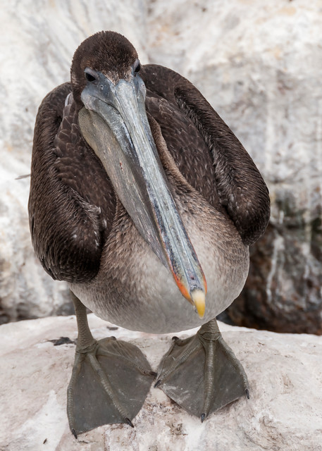 Brown Pelican Just Standing Art | Inviting Light Photography®