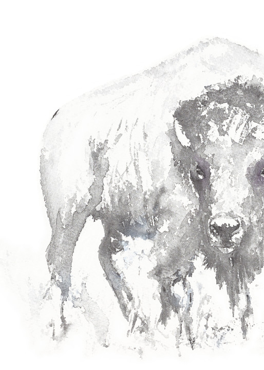 Bison On The Plains  Art | Debra Bruner Studio