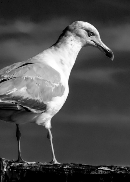 Seagull Photography Art | Nick Levitin Photography