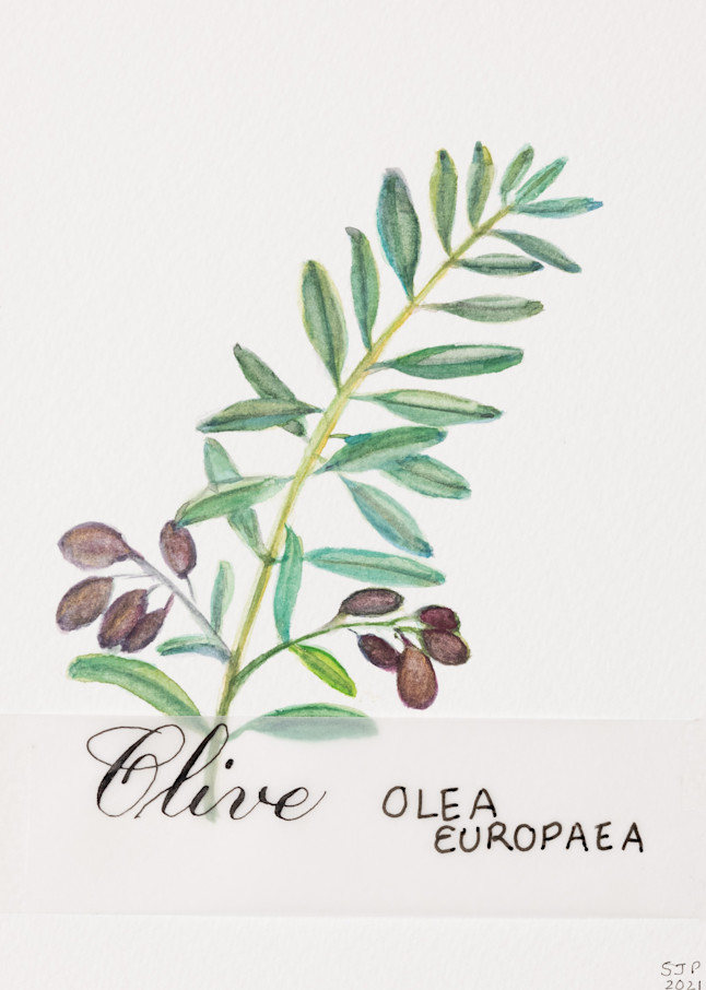 7 Species Olive Print Art | ASquareWatermelon