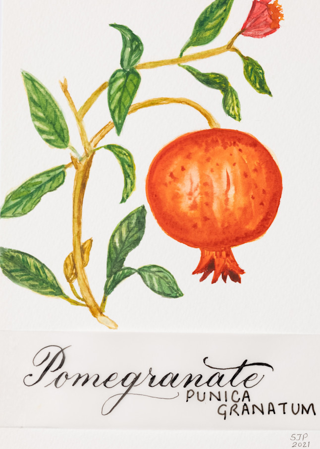 ASquareWatermelon - Art,  Pomegranate Print