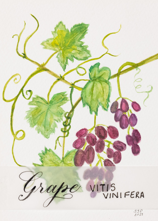 ASquareWatermelon - Art,  Grapes Print