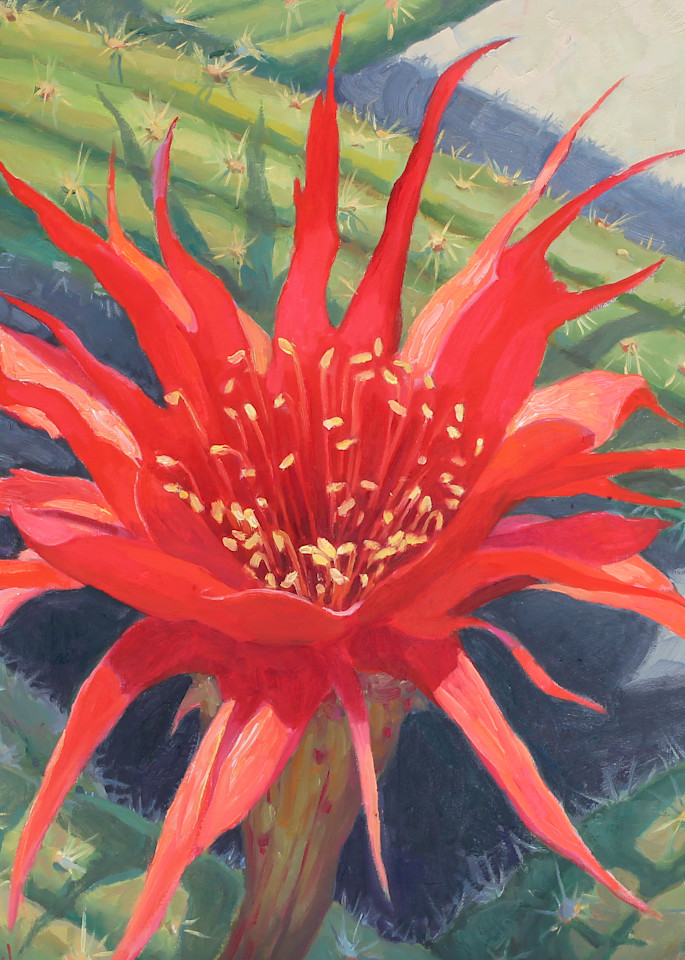 Cactus Flower 6 Art | Diehl Fine Art