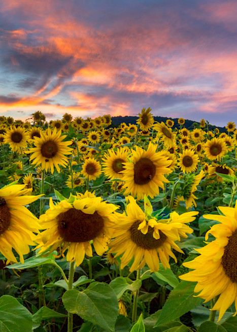 Sunflower Sunset Photography Art | Photography by Desha