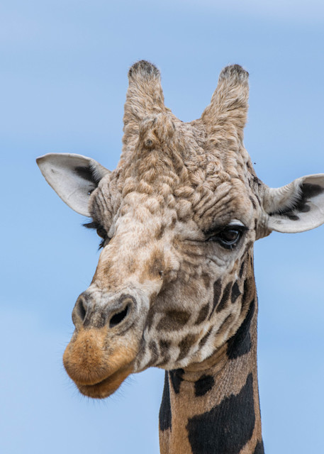 Giraffe Head Photography Art | Devlin Images