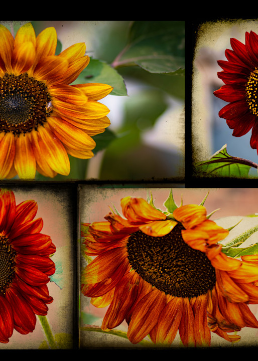 Sunflower Composite Art | Gary Gallery & Gifts, LLC