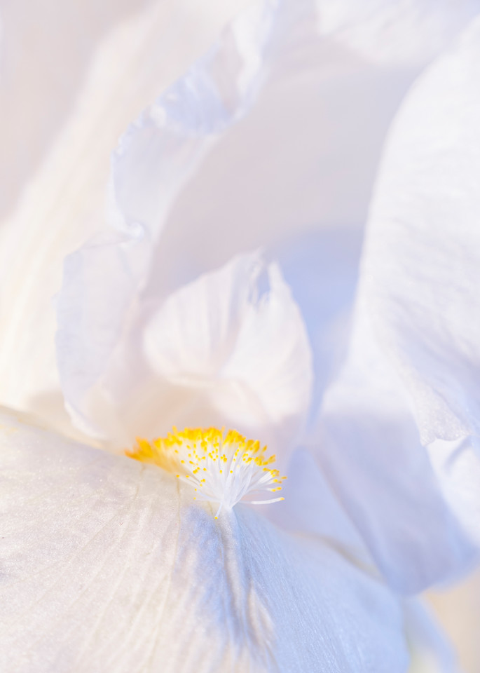 White Iris Art | Jeri Abel Photo Art