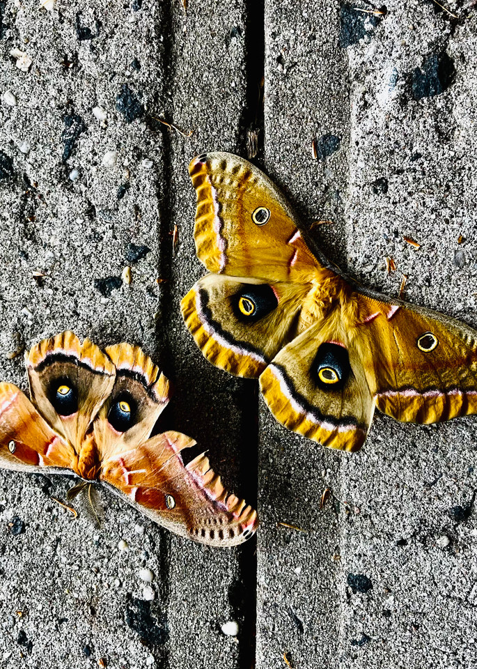 Street Butterflies  Photography Art | Mick Guzman Photography