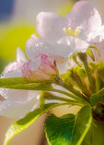 Apple Blossom Photography Art | Photoeye Inc