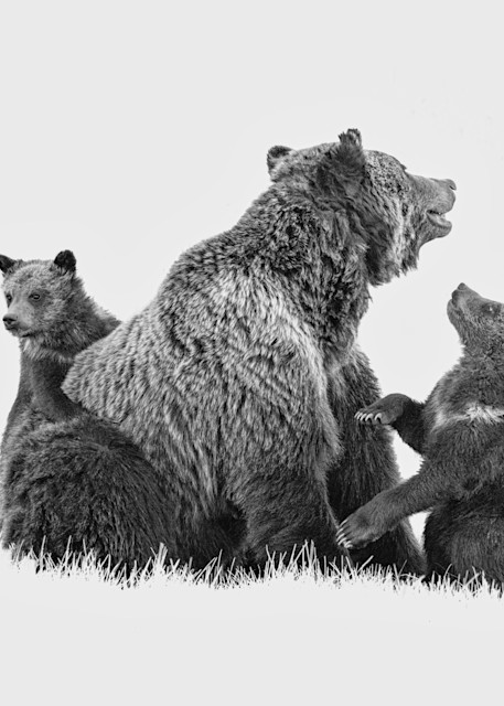 Mother And Cubs Photography Art | Jim Collyer Photography