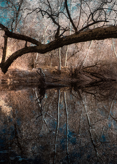 Long Sycamore Branch Over Dry Creek, Yuba County, California Photography Art | davidarnoldphotographyart.com