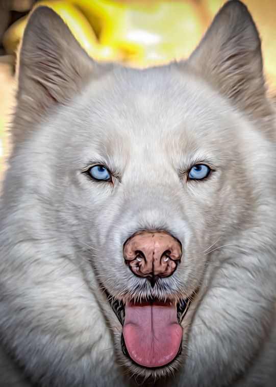 Siberian Husky #1 Photography Art | Julian Starks Photography LLC.