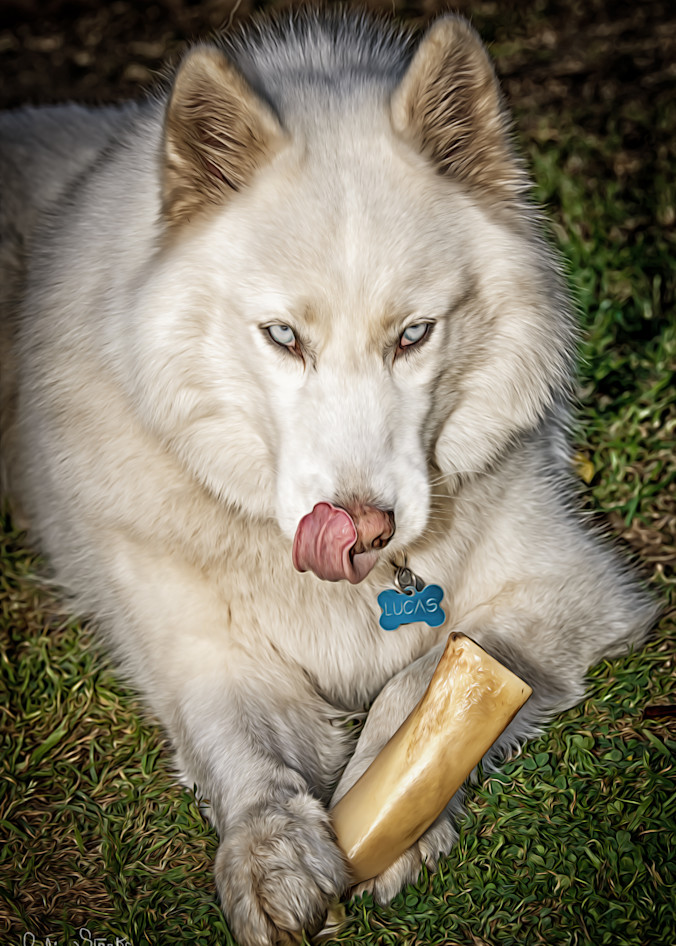 Siberian Husky #2 Photography Art | Julian Starks Photography LLC.