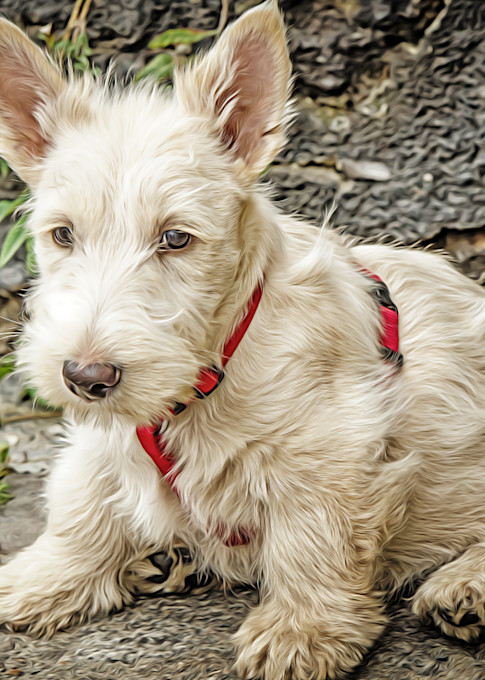 West Highland Terrier Photography Art | Julian Starks Photography LLC.