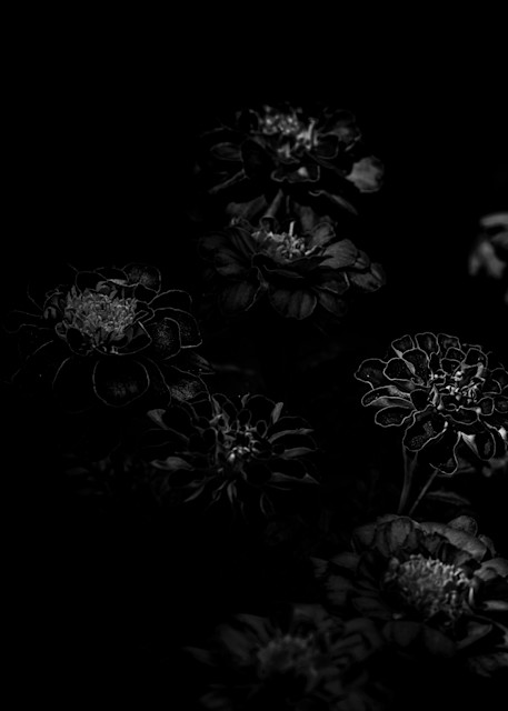 Flora & Darkness No11 Art | TG Photo