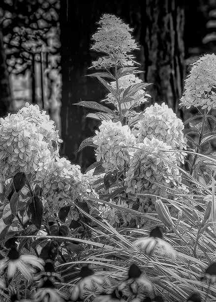 White Flowers.Blackandwhite Photography Art | Photoeye Inc