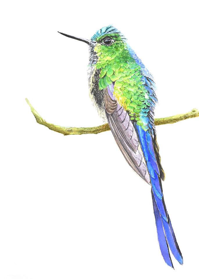 Violet-tailed Hummingbird watercolor