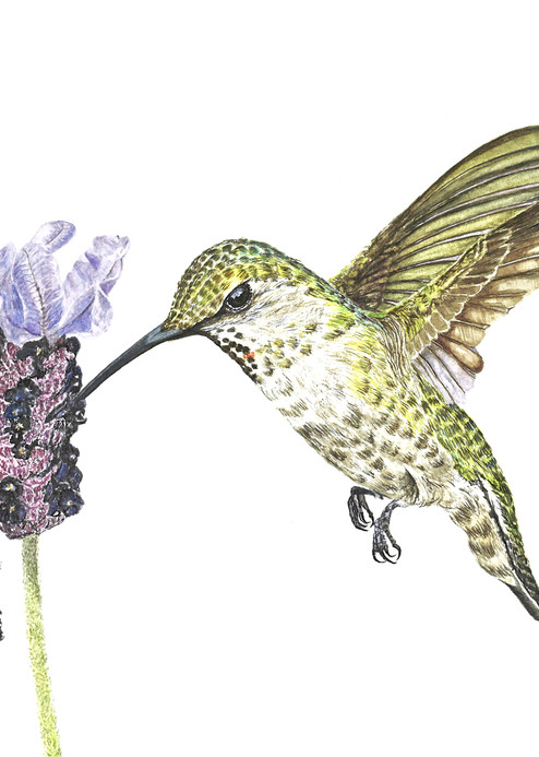Female hummingbird "Lavender Lunch" 