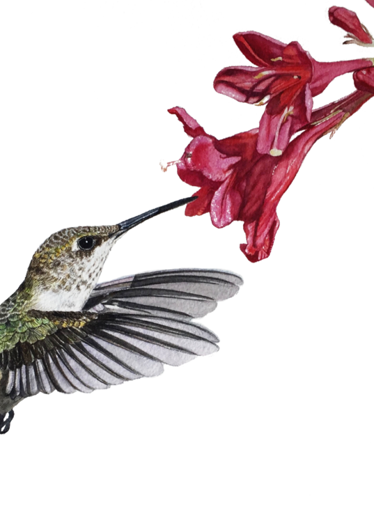 Female Hummingbird "Weigela Stop" watercolor

