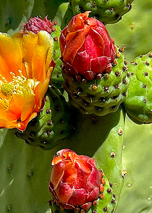 Cactus Blooms Iii Art | Artist Melinda Esparza