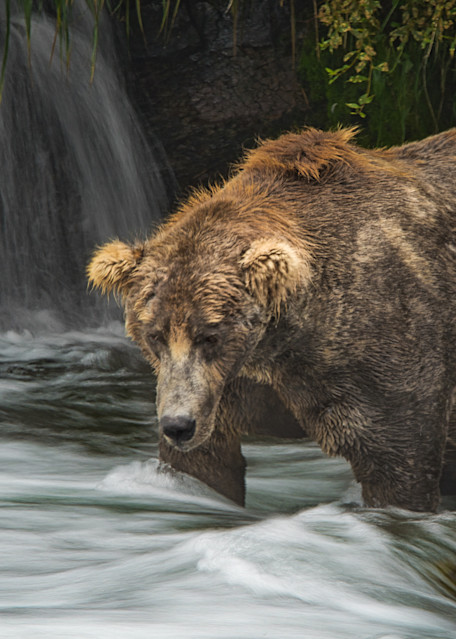 Fat Bear Photography Art | Jim Collyer Photography