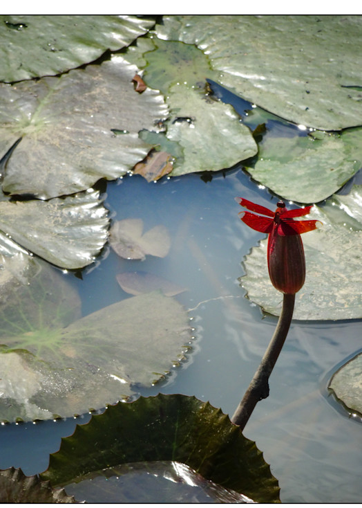 Dragonfly With Lotus Blossom Art | TC Gallery