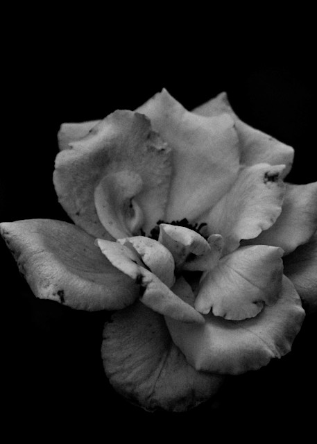Black And White Rose Photography Art | Devlin Images
