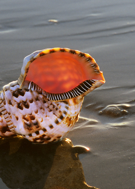 Left-handed Whelk Seashell - Texas State Seashell