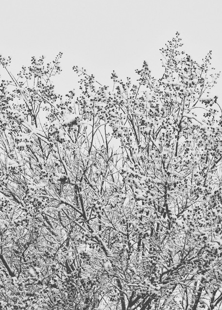 Snowy Treetop  Photography Art | Carol's Little World