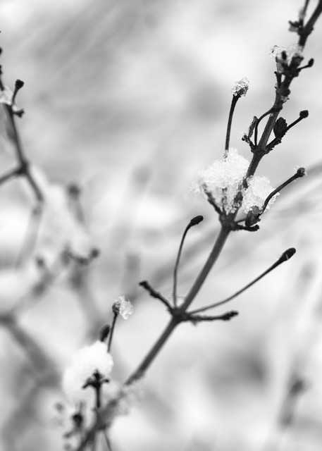 Winter Pearls  Photography Art | Carol's Little World