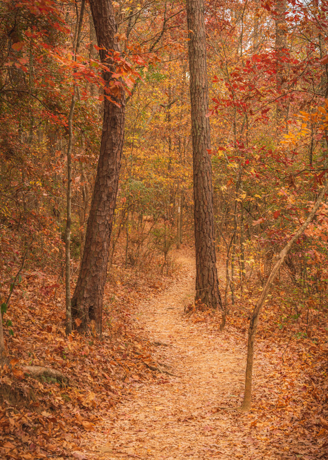 Path in the Woods | Susan J Photography | Fall colors