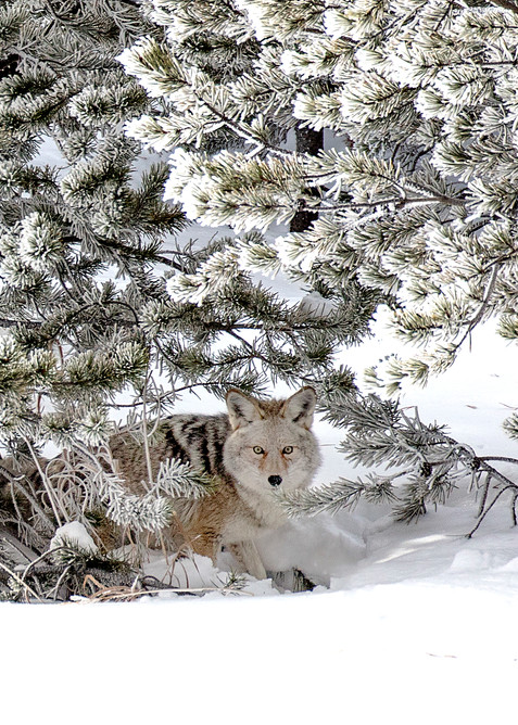 A coyote blends into its surroundings in mid-winter in Yellowstone National Park.