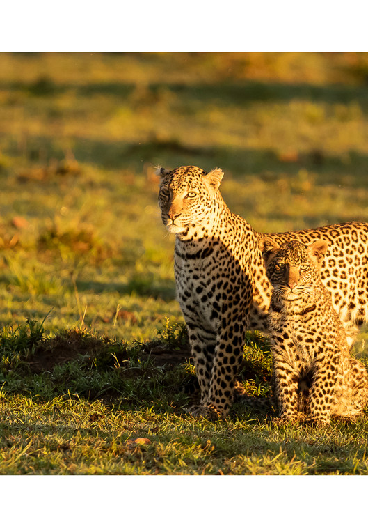Leopard and Cub Print