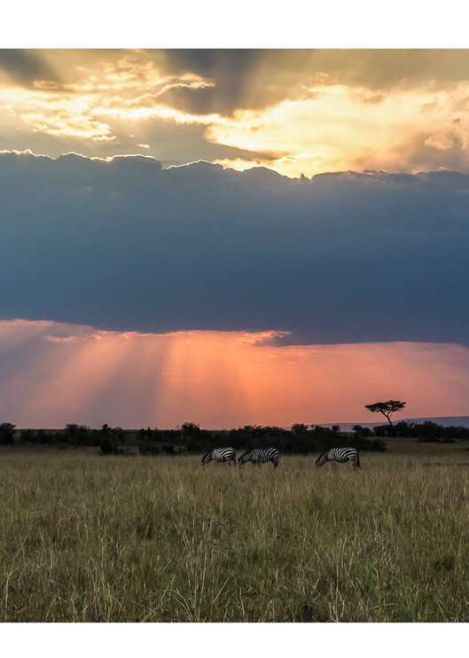 Sunset in the Maasi Mara Prints