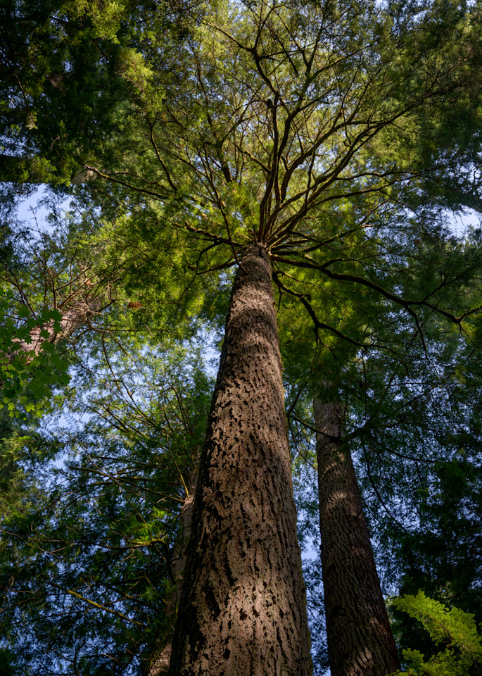 Old Growth Forest Canopy, Washington, 2021
