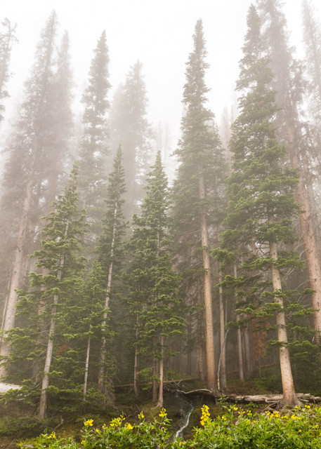 Forest in mist by Colorado photographer James Frank