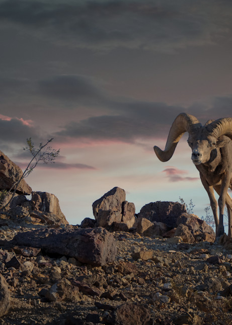 Desert Ram At Sunrise Photography Art | Jim Collyer Photography