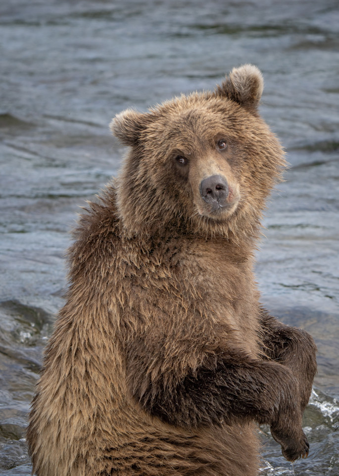 Grizzly Cub At The Falls Photography Art | Jim Collyer Photography