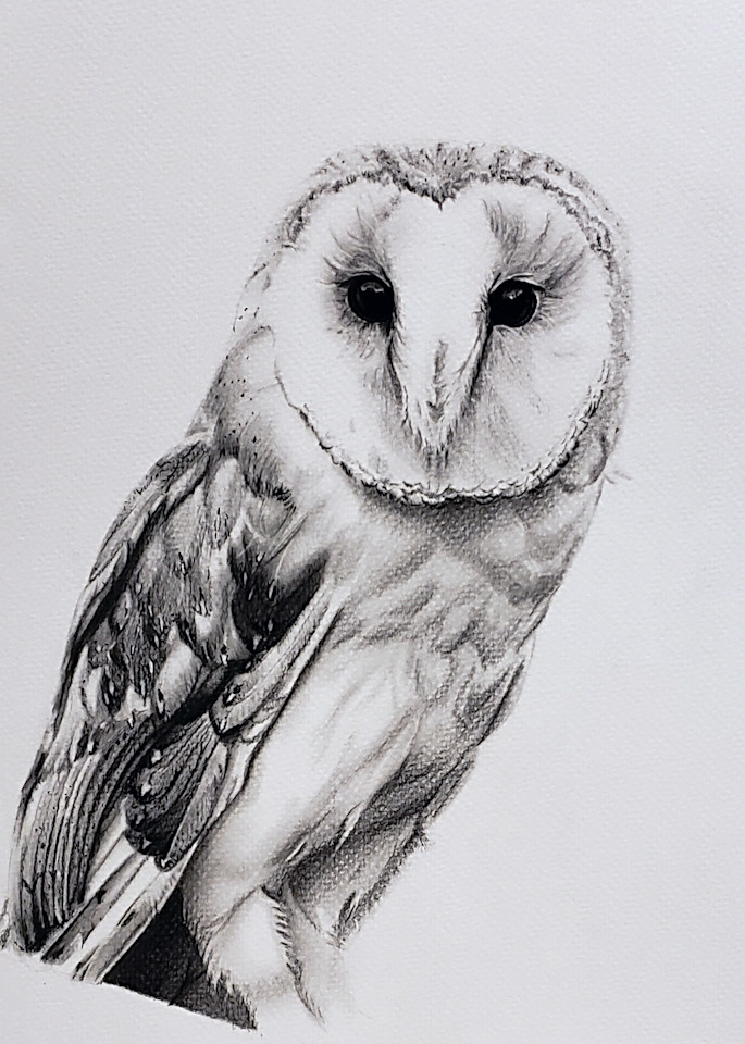 Barn Owl  1 Art | Alexis King Artworks 