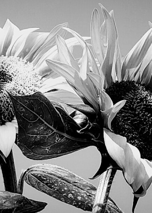Duo Sunflowers In B&W Art | Alexis King Artworks 