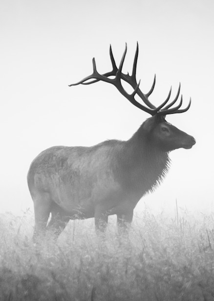 A Striking B&W Print Of A Bull Elk
