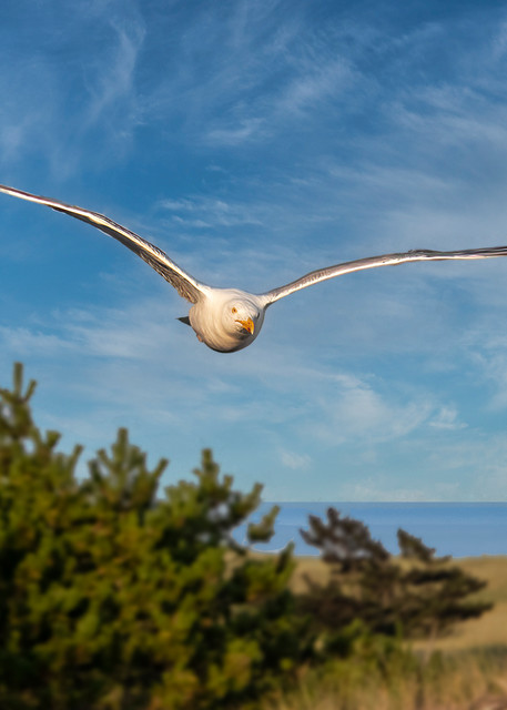 seagull gliding over the black pines