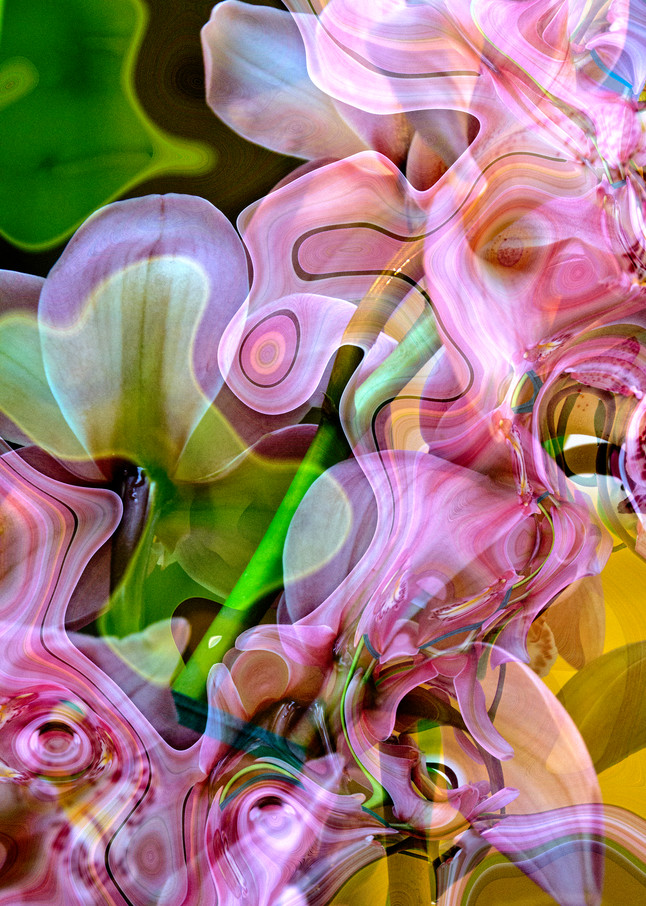 Orchid Reflections Photography Art | Ryn Clarke Photography
