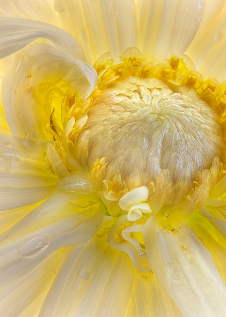 Yellow Dahlia Photography Art | Ryn Clarke Photography