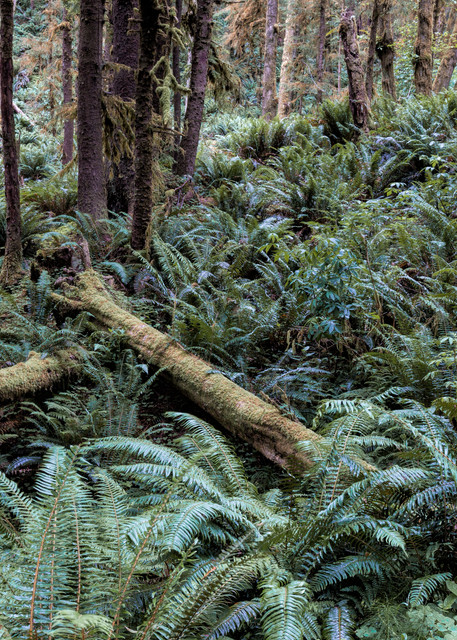 Primeval Forest 1, Cannon Beach, Oregon Photography Art | Ryn Clarke Photography