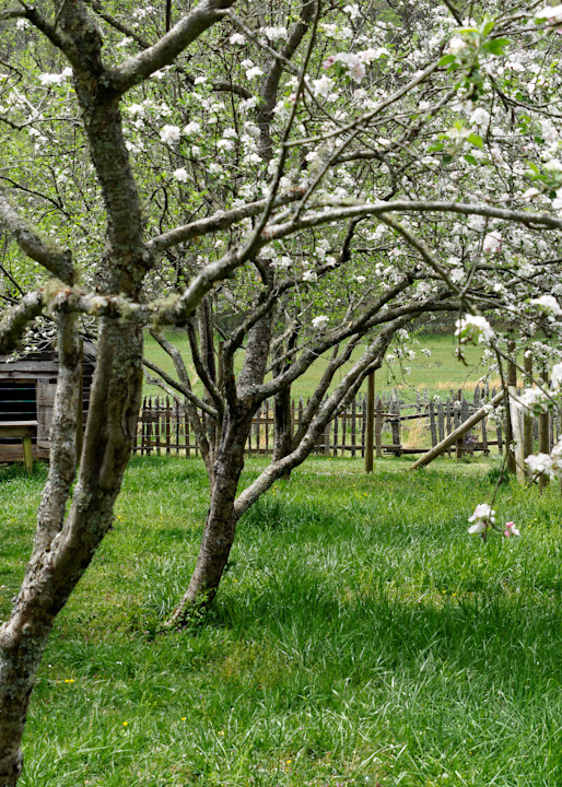 Apple Orchard, Oconoluftee, Great Smoky Mountains National Park