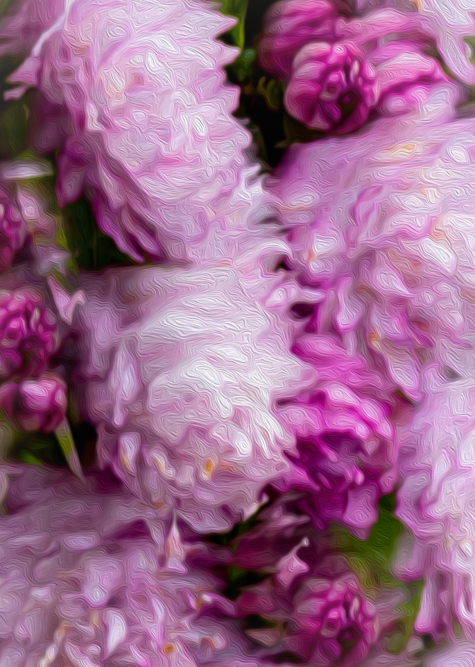 Pink Blooms