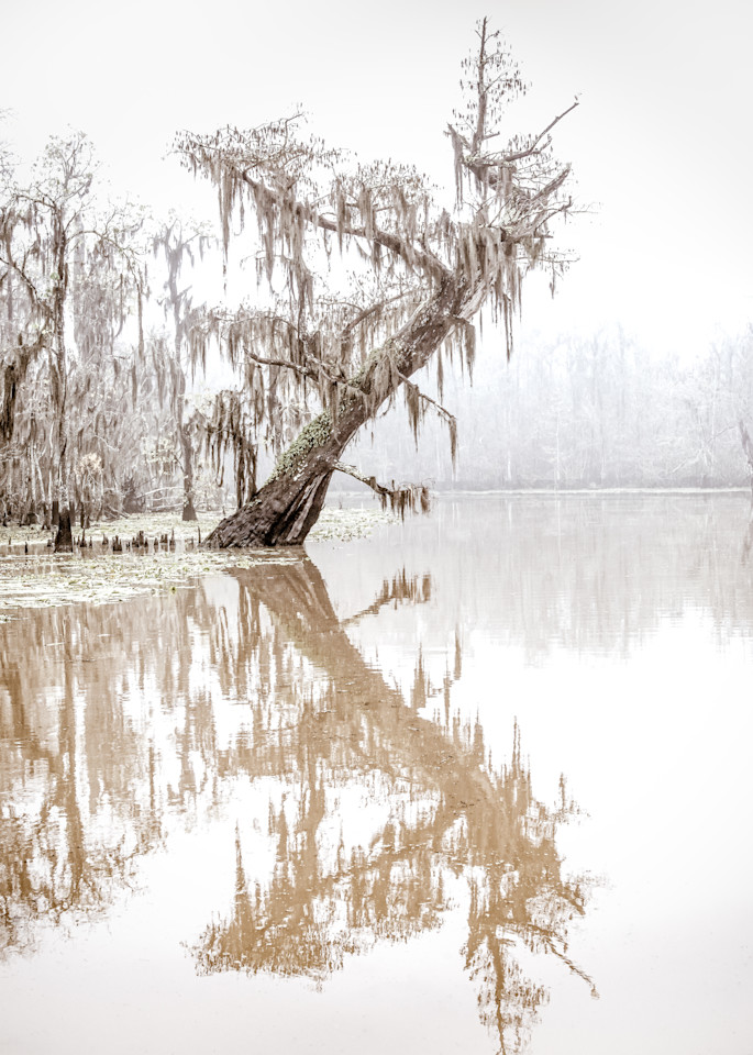 Leaning in - Louisiana swamp fine-art photography prints