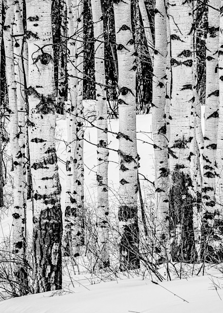 Winter Aspens. Snowmass, Colorado Photography Art | Kelley Dallas Photography